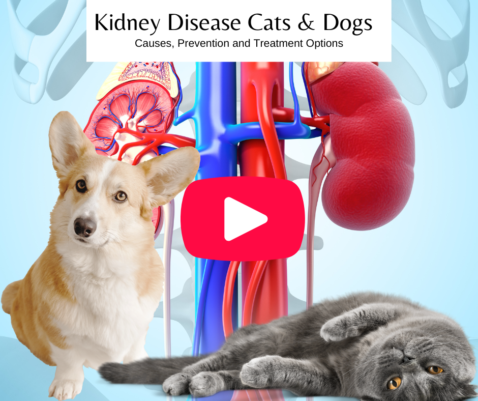 stabilize or prevent kidney disease in dogs and cats