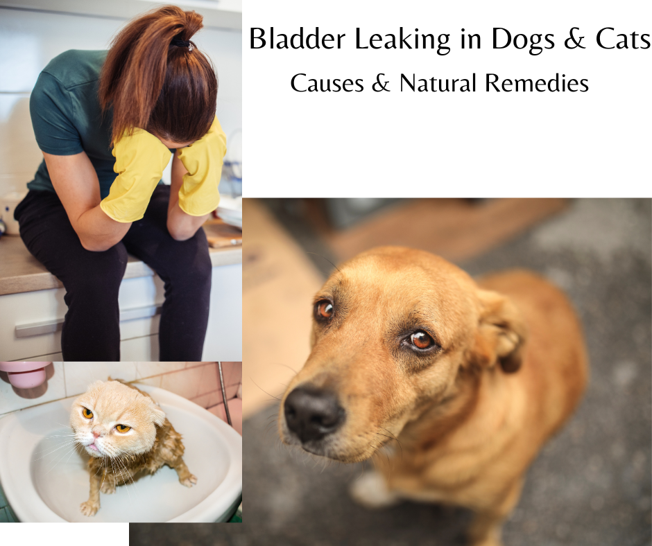 Bladder leaking in dogs and cats